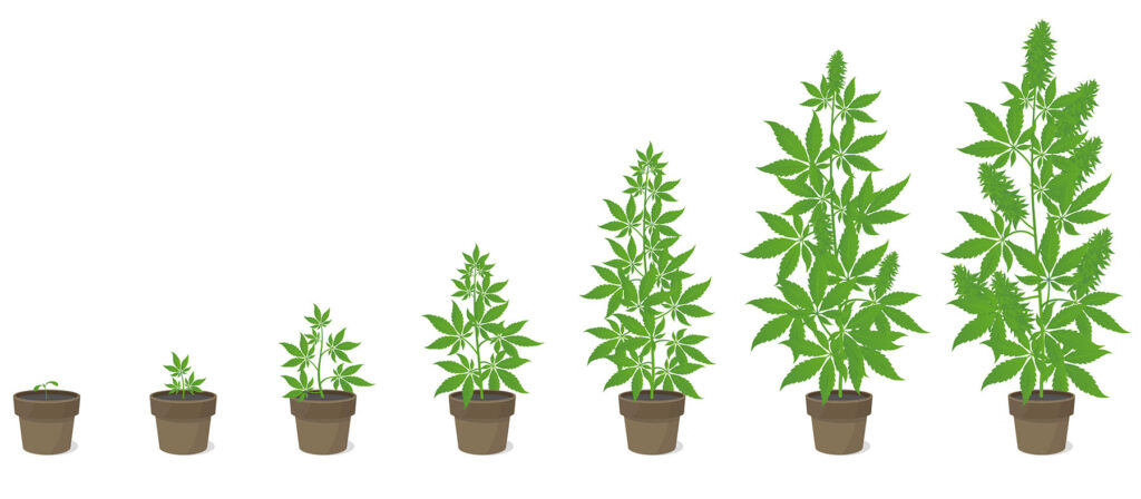 how to grow marijuana
