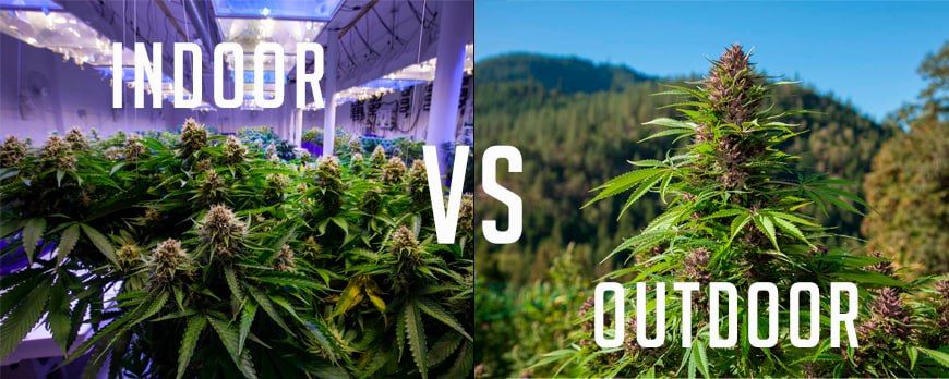 how to grow marijuana