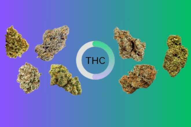 Exotic Weed Strains
